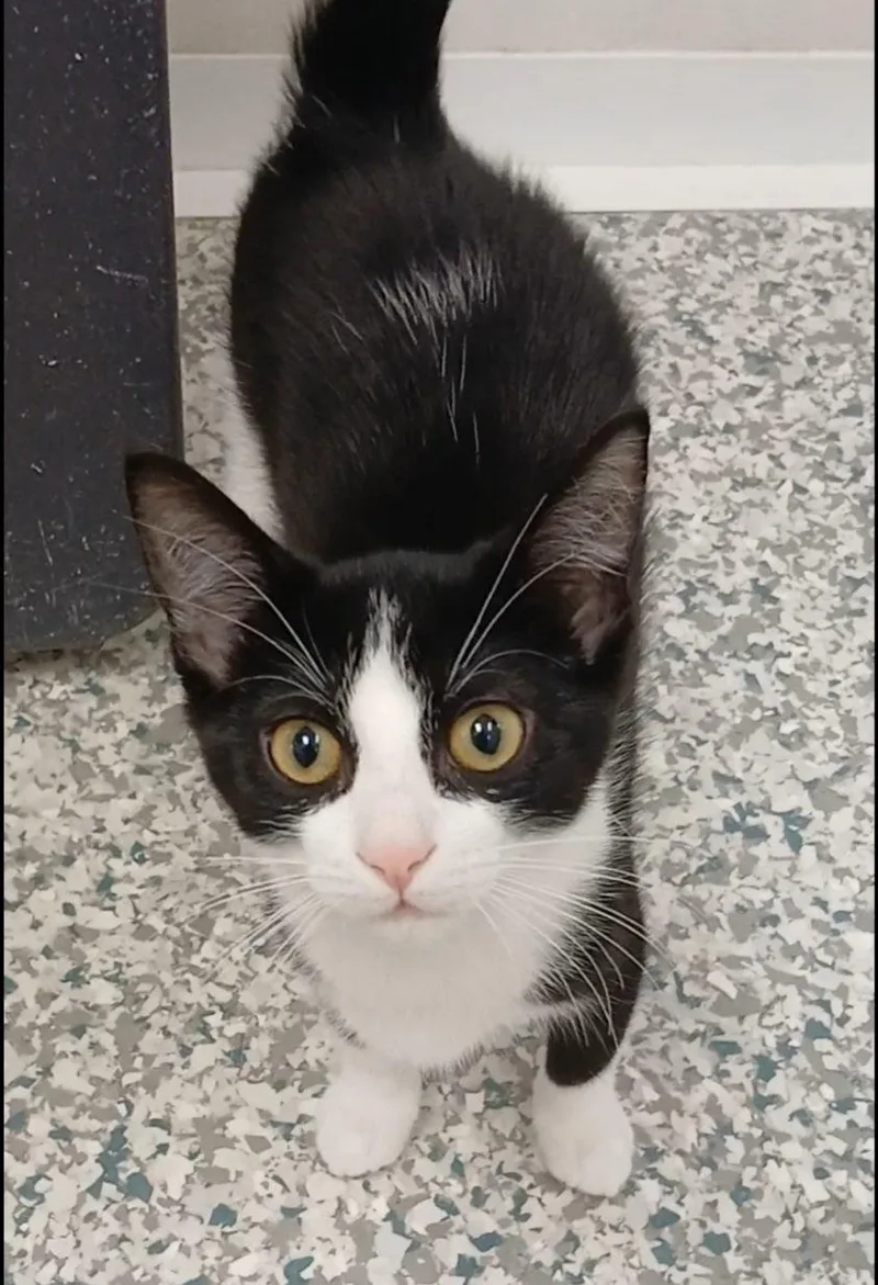A baby medium-sized male Black & White / Tuxedo Domestic Short Hair cat named Andrew for adoption in Bay City, MI