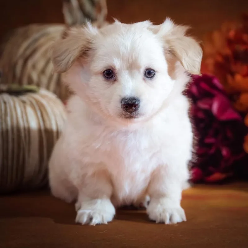 A baby small-sized male Chihuahua dog named Kindness for adoption in Allen, TX