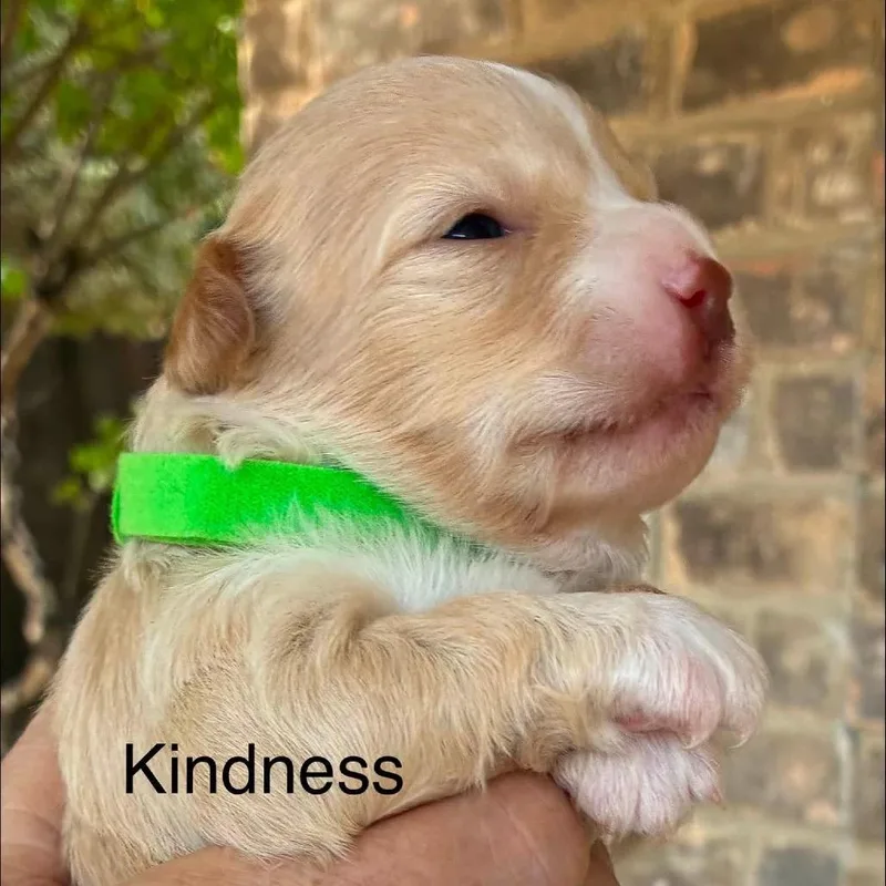 Kindness thumbnail 3