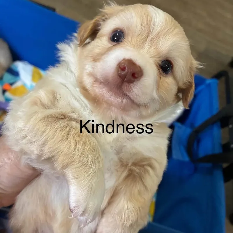 Kindness thumbnail 4