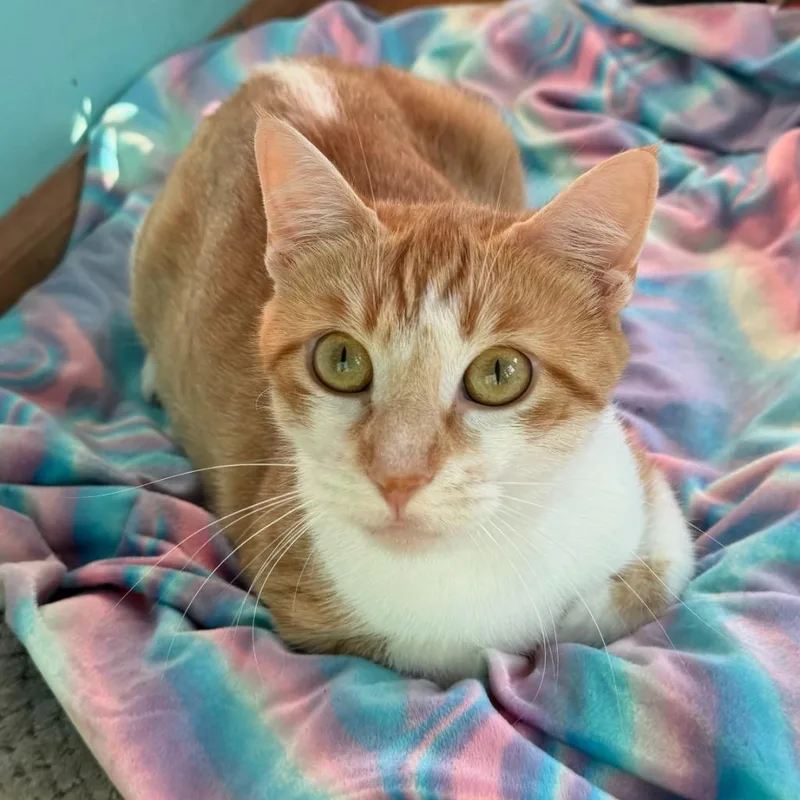 A young medium-sized female Domestic Short Hair cat named Nose Marie for adoption in State College, PA