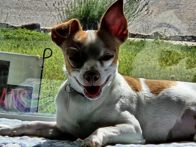 Linkin Bark
