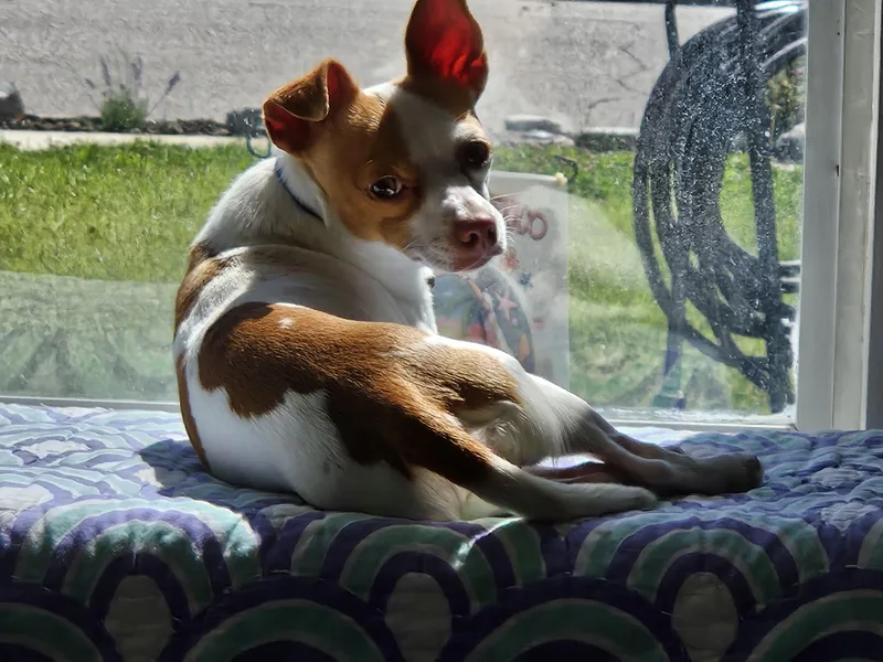 Linkin Bark thumbnail 3