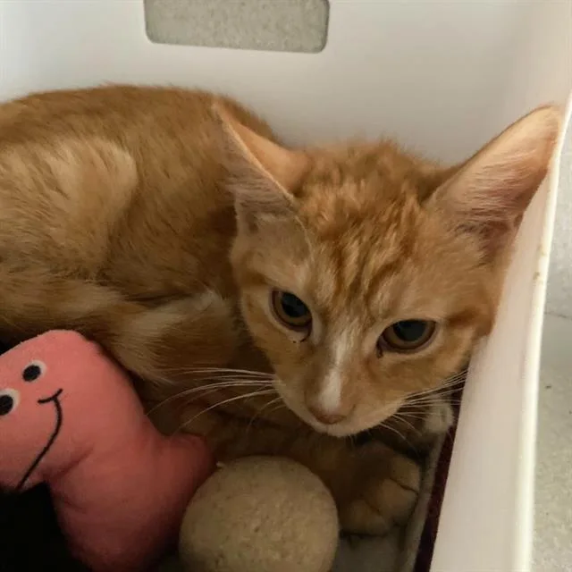 A baby small-sized female Domestic Short Hair cat named Creamsicle for adoption in Aurora, CO
