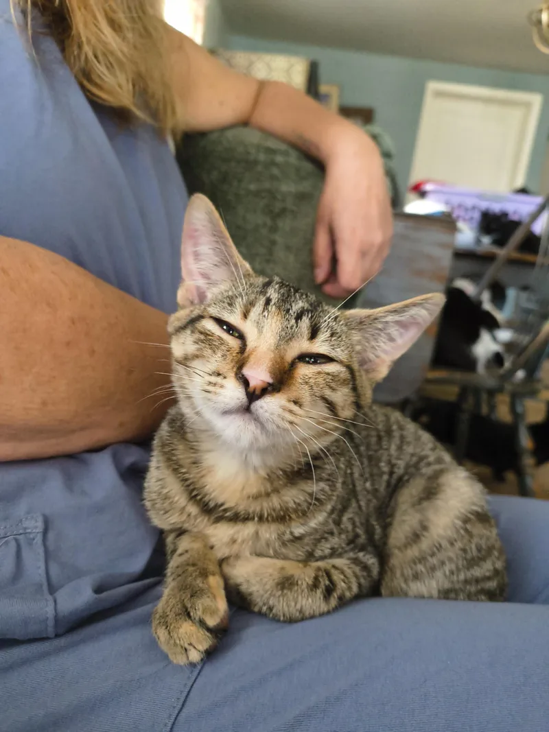 A young small-sized female Domestic Short Hair cat named Sellen for adoption in Clayton, NC