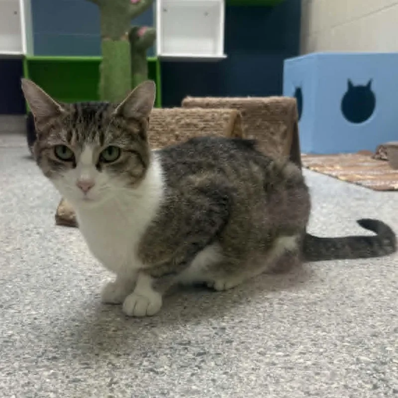 An adult medium-sized female Tabby (Brown / Chocolate) Domestic Short Hair cat named Snuggles for adoption in Valparaiso, IN