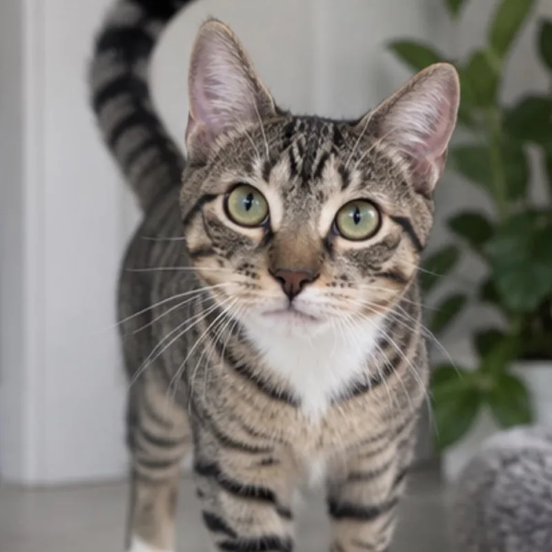 A baby medium-sized male Brown / Chocolate Domestic Short Hair cat named Aston for adoption in Hamburg, NY