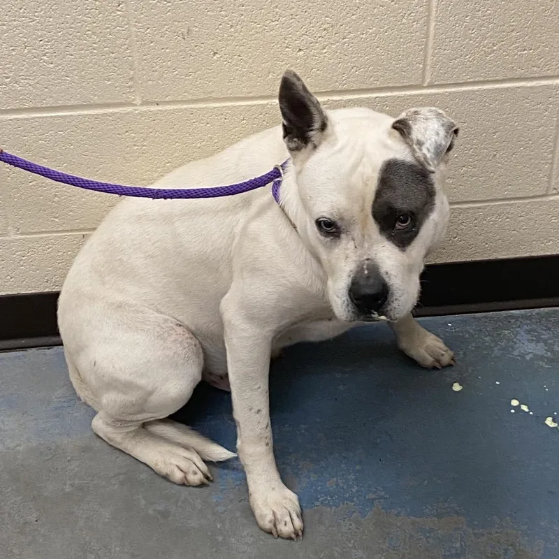 An adult large-sized male White / Cream Mixed Breed dog named Yogi for adoption in Memphis, TN