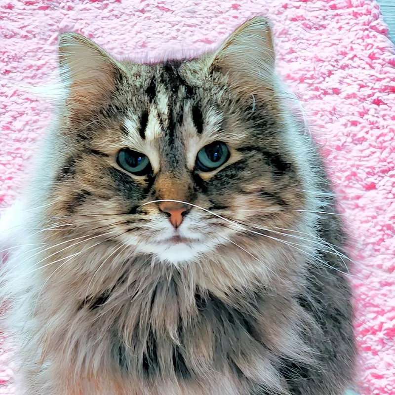 A senior small-sized female Domestic Long Hair cat named Sweetie for adoption in Zimmerman, MN