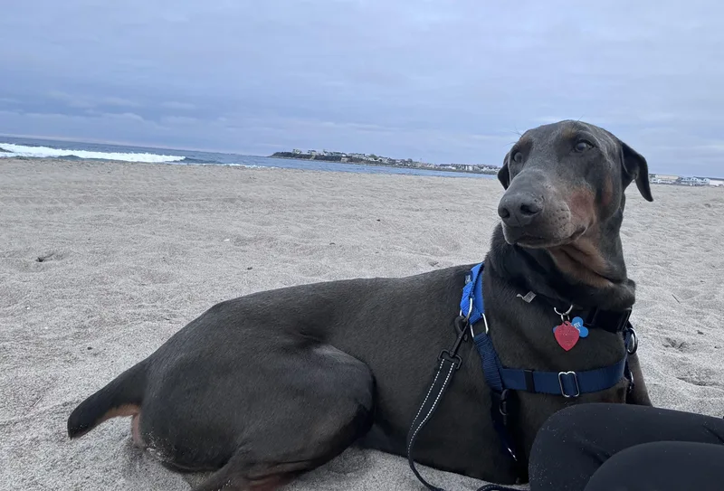 Rex Theodore thumbnail 2