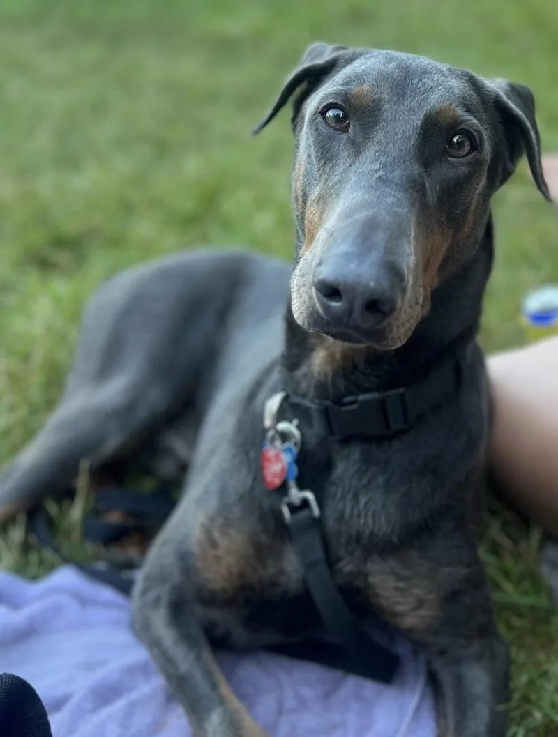 Rex Theodore thumbnail 3