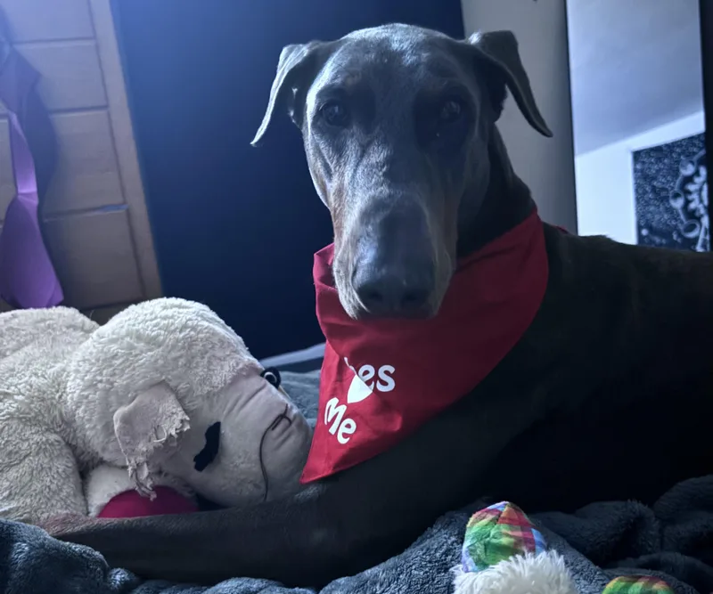 Rex Theodore thumbnail 5