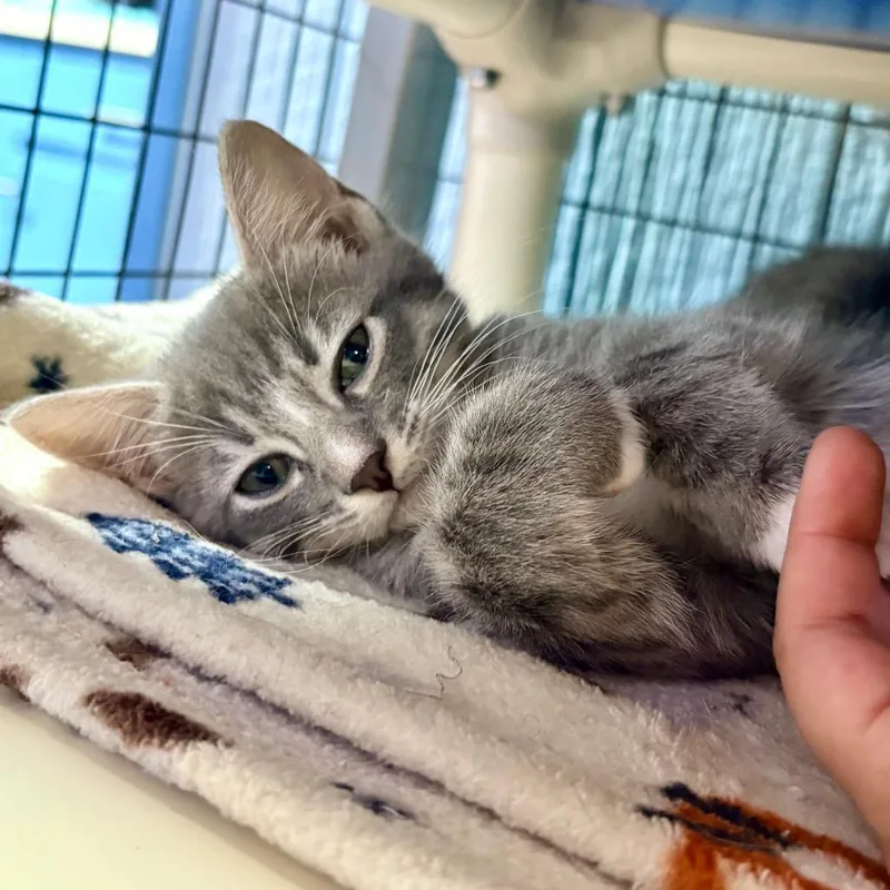 A baby small-sized male Gray / Blue / Silver Domestic Short Hair cat named Thunder for adoption in Clarksville, AR