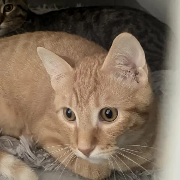 A young medium-sized male Domestic Short Hair cat named Clark Bonded Buddy With for adoption in Des Moines, IA