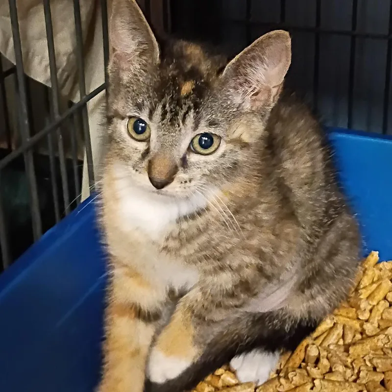 A baby small-sized female Torbie Domestic Short Hair cat named Barbara for adoption in Port Charlotte, FL