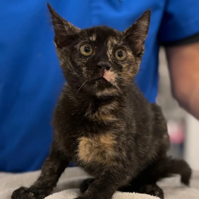 A young small-sized female Tortoiseshell Domestic Short Hair cat named Ortho for adoption in Tucson, AZ