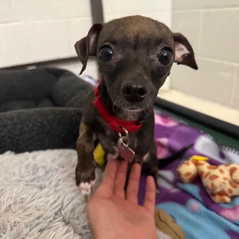 An adult small-sized female Black Chihuahua dog named Jonna for adoption in Delaware, OH