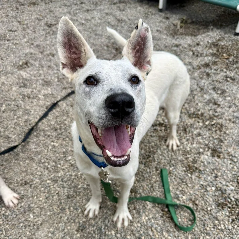 A young medium-sized male White / Cream Mixed Breed dog named Kuka for adoption in Adrian, MI