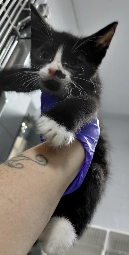 A baby small-sized male Domestic Short Hair cat named Linus for adoption in Henderson, NC