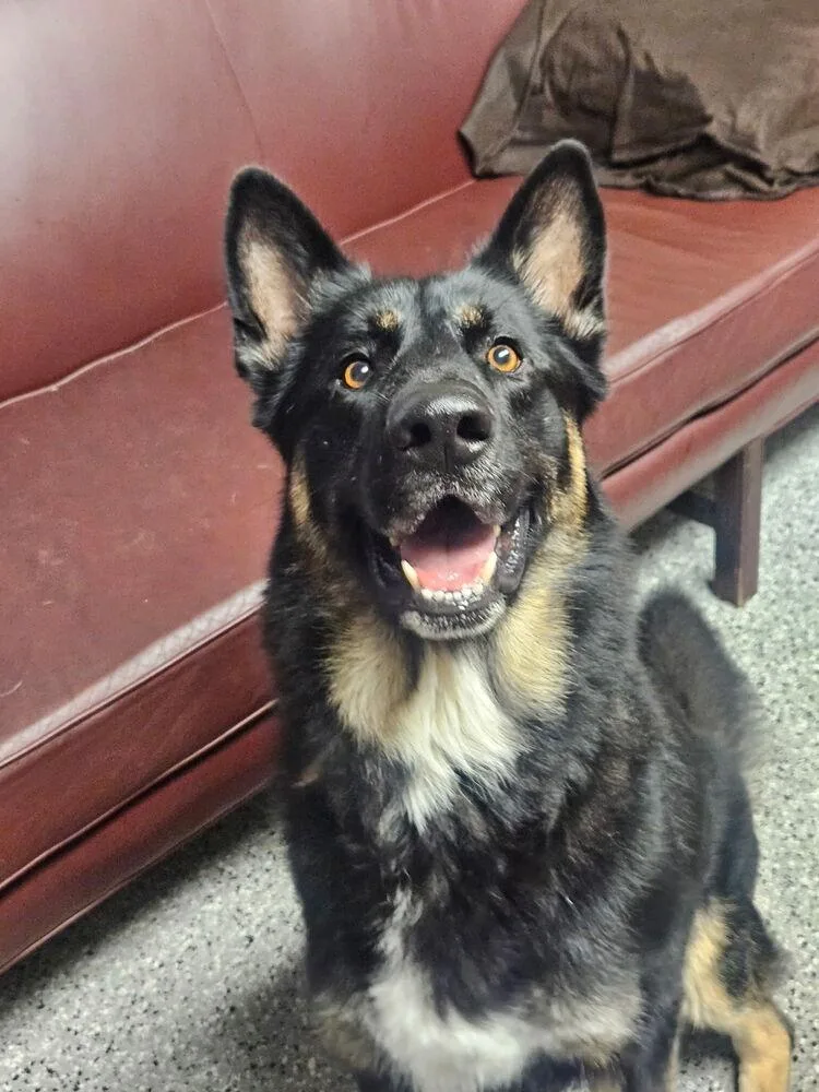 An adult large-sized male Brown / Chocolate German Shepherd Dog dog named Vuko for adoption in Palatine, IL