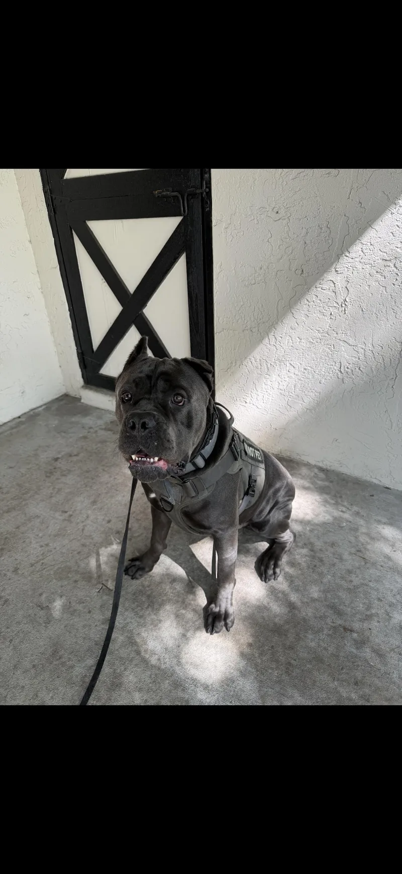 A young extra large-sized male Gray / Blue / Silver Cane Corso dog named Bane for adoption in Oviedo, FL