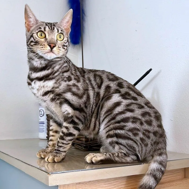 A young medium-sized female Bengal cat named Zara for adoption in Woodinville, WA