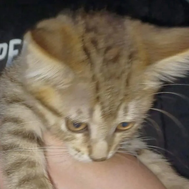A baby small-sized female Brown / Chocolate Domestic Short Hair cat named Bailee for adoption in Coralville, IA