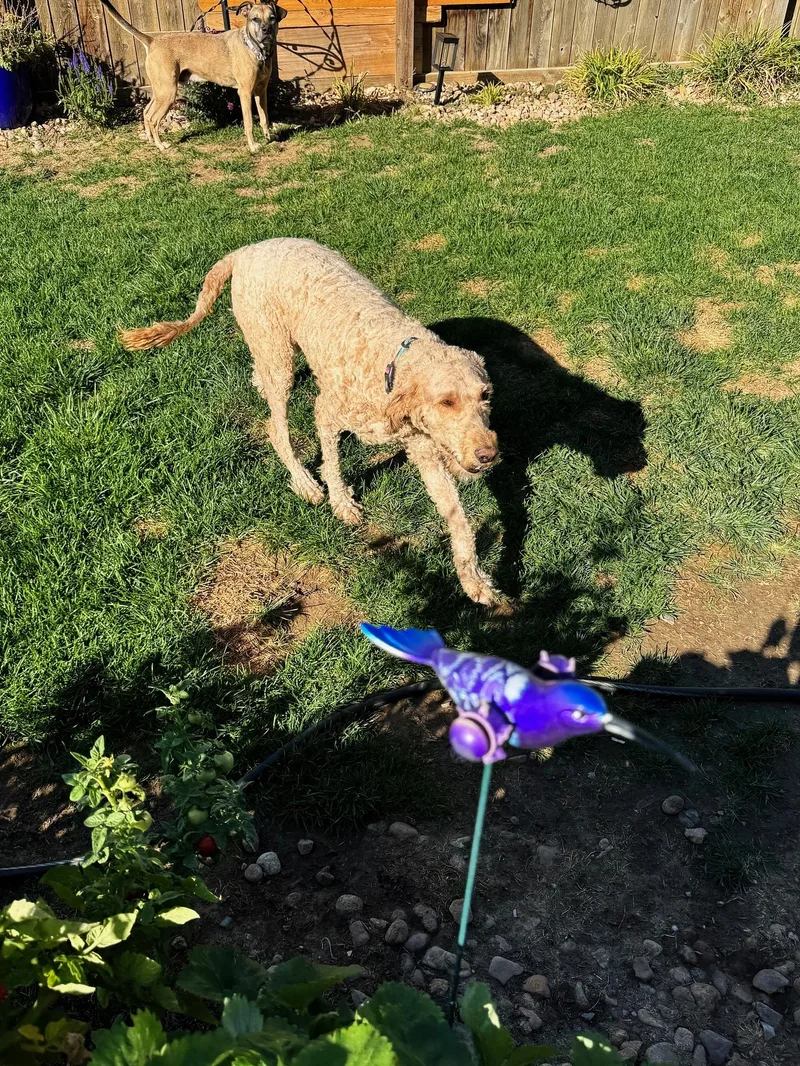 An adult large-sized female Golden Goldendoodle dog named Daisy for adoption in Estes Park, CO
