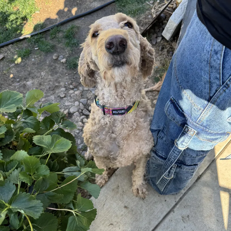 Daisy thumbnail 2