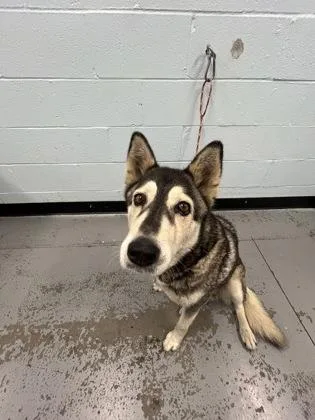 A young large-sized female Siberian Husky dog named Nutmeg for adoption in Sacramento, CA