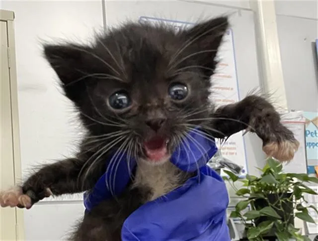 A baby medium-sized female Domestic Short Hair cat named Tess for adoption in Dallas, TX