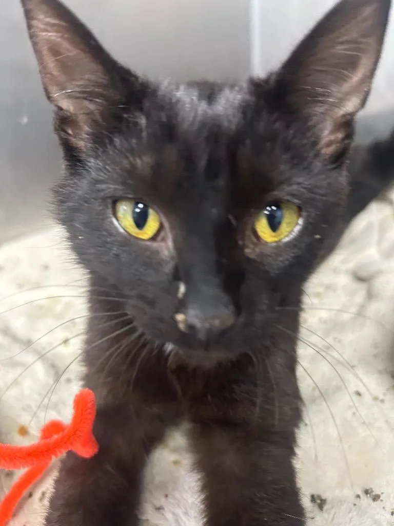 A baby small-sized female Domestic Short Hair cat named Gabby for adoption in New Manchester, WV