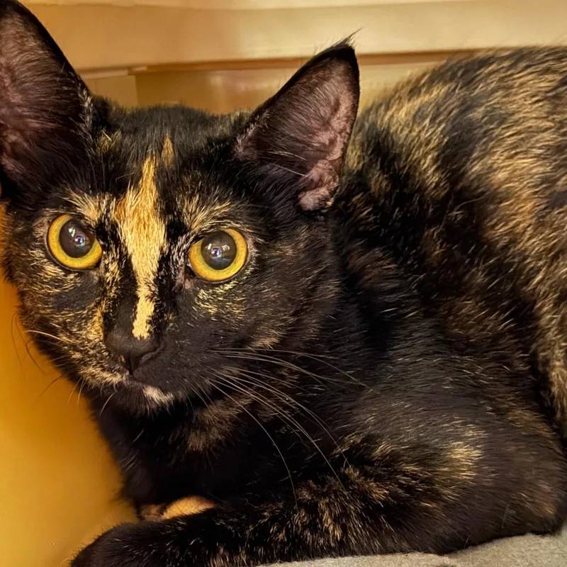 A young medium-sized female Tortoiseshell Domestic Short Hair cat named Gladys for adoption in Keizer, OR