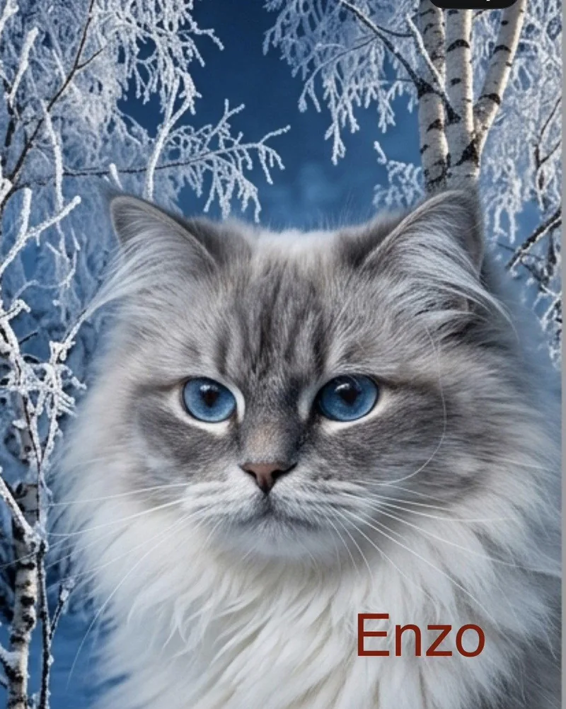 Enzo thumbnail 3