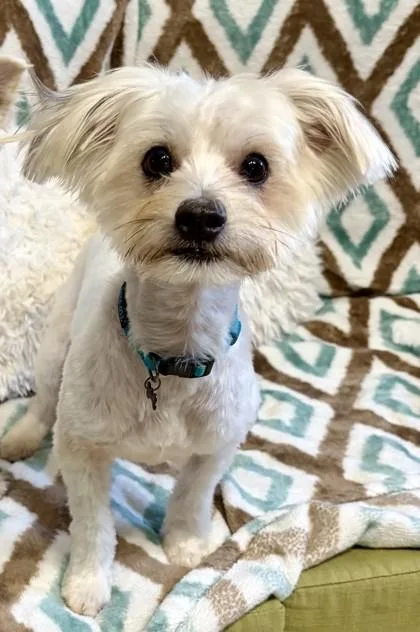 An adult small-sized male White / Cream Maltese dog named Zan for adoption in Key West, FL