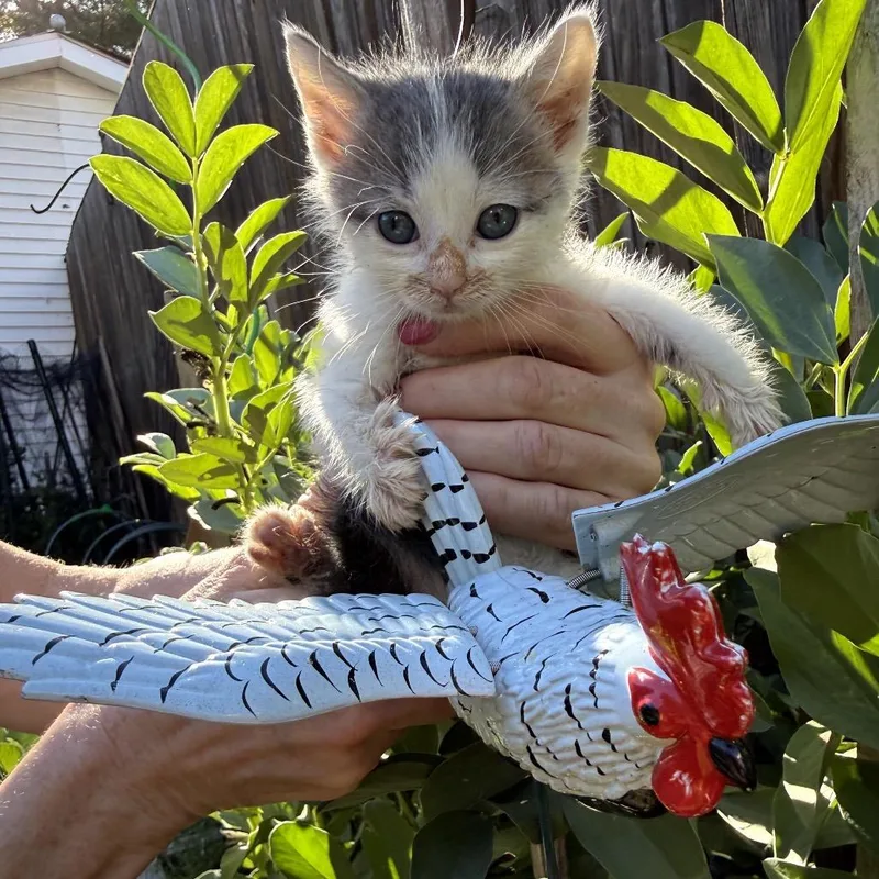 A baby small-sized male White Domestic Short Hair cat named Deacon for adoption in Woodbridge, VA