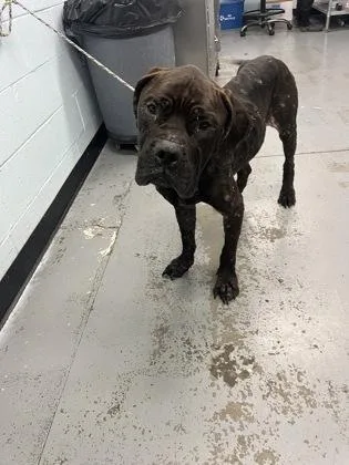 Grizelda thumbnail 2