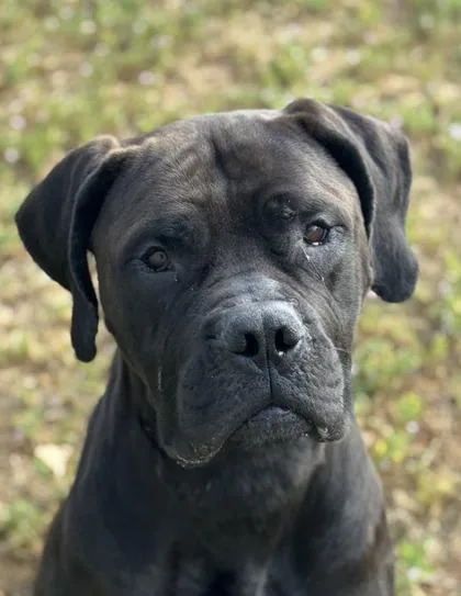 An adult large-sized female Black Mastiff dog named Grizelda for adoption in Sacramento, CA
