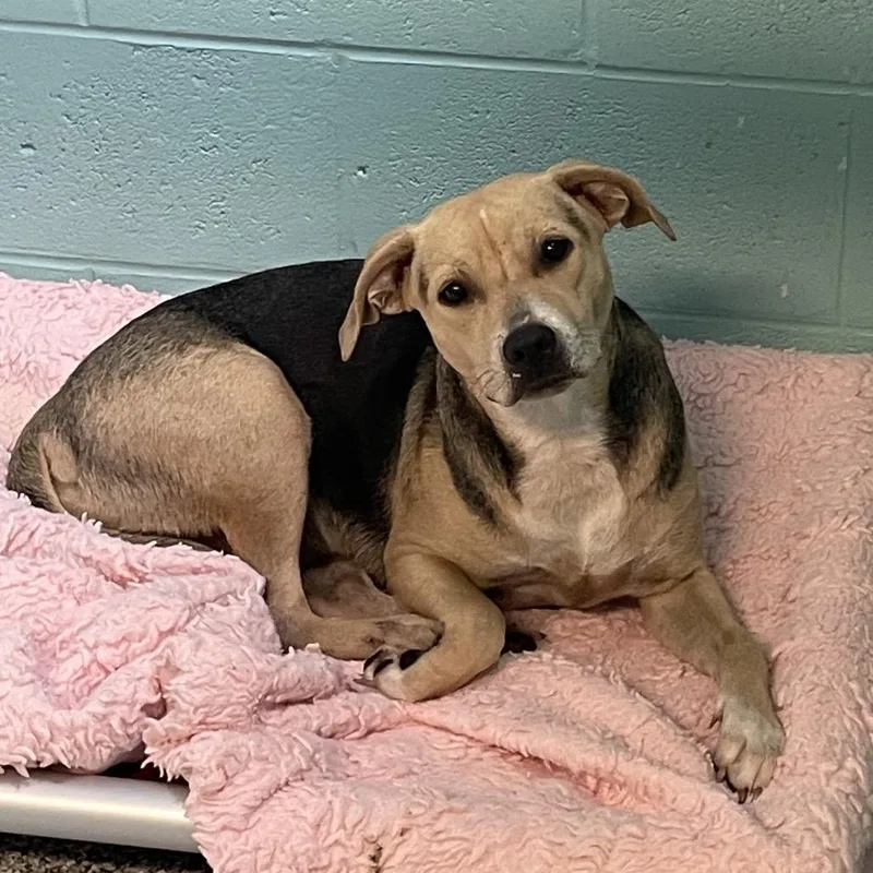 A young medium-sized female Black Mixed Breed dog named Louise for adoption in Port Charlotte, FL