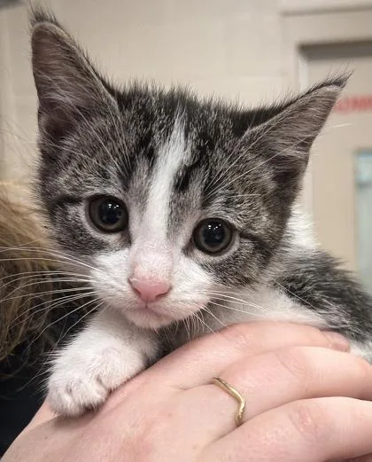 A baby small-sized female Domestic Short Hair cat named Nutella for adoption in Fishers, IN