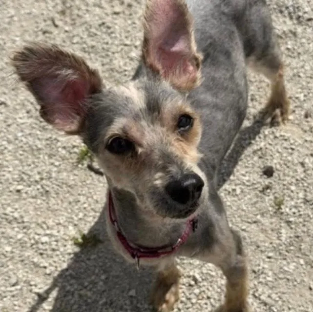 An adult small-sized male Yorkshire Terrier dog named London for adoption in Minooka, IL