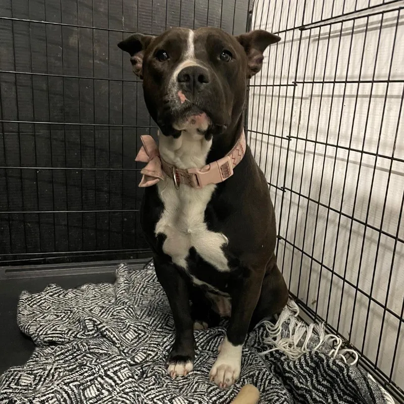 Estrella thumbnail 2