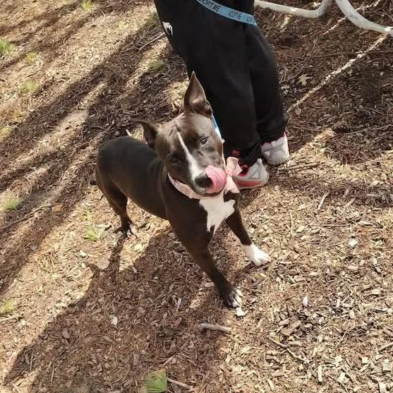 Estrella thumbnail 3