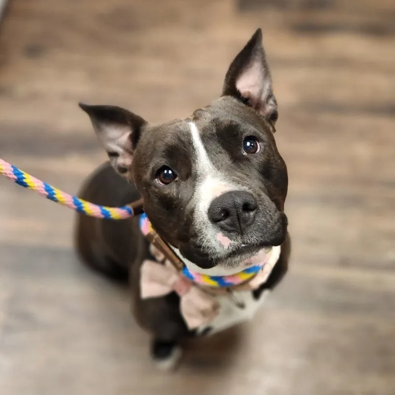 Estrella thumbnail 4