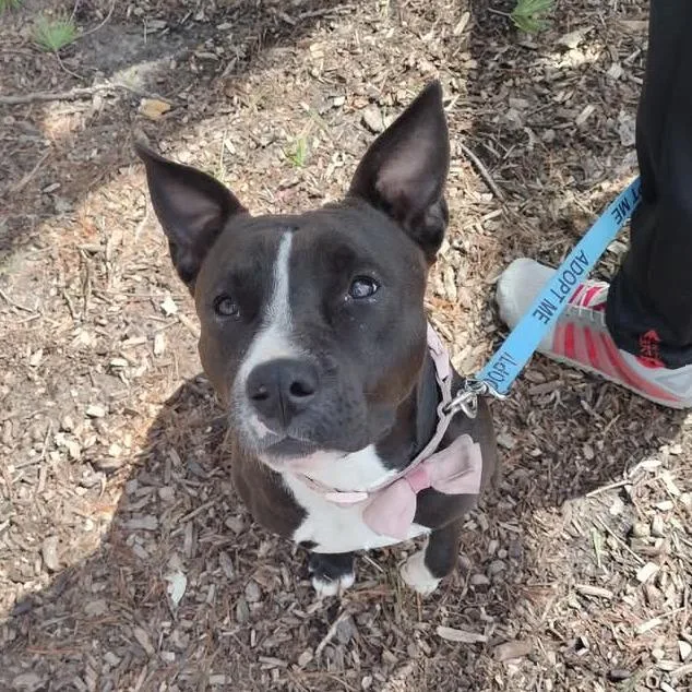 Estrella thumbnail 5