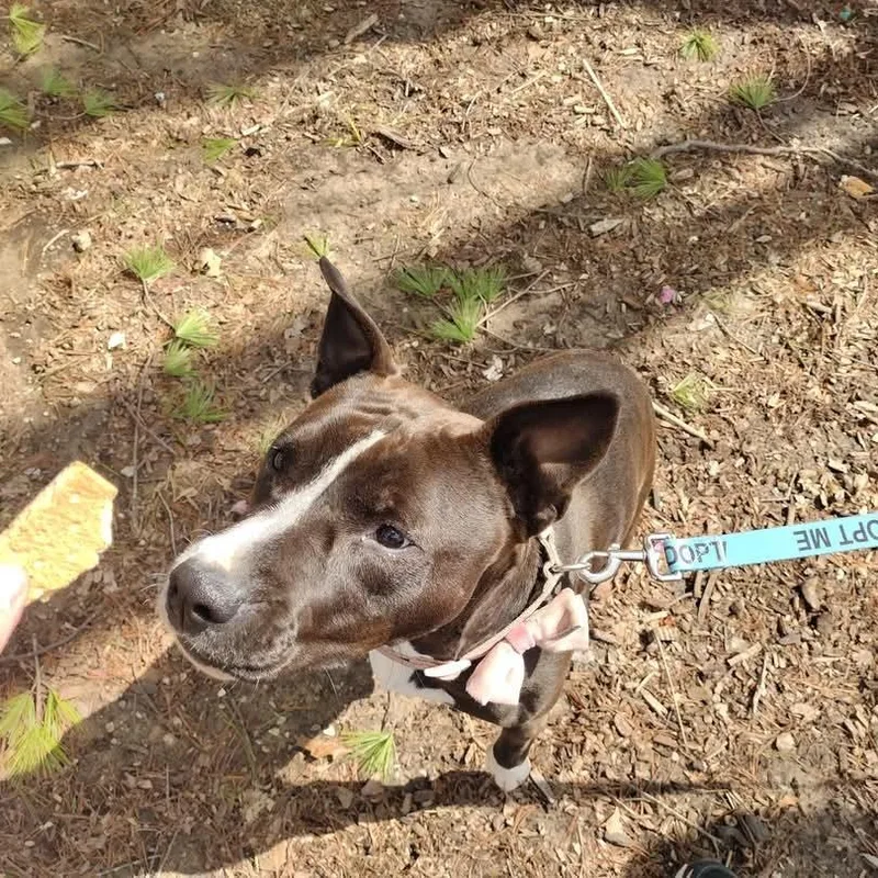 Estrella thumbnail 6