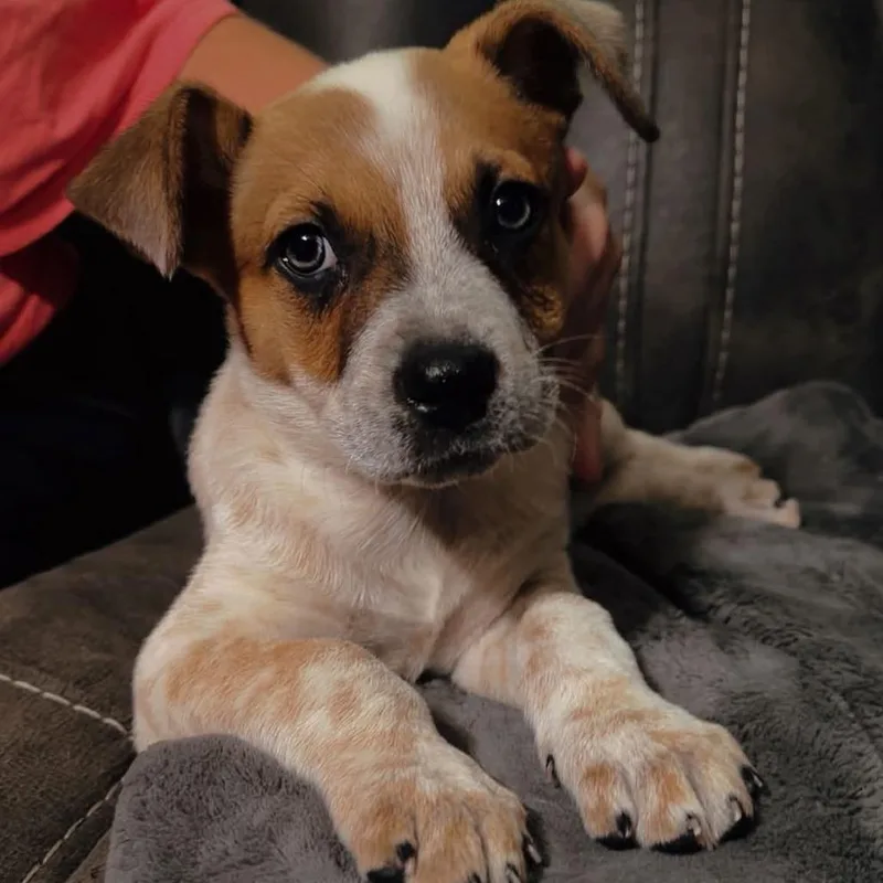 A baby medium-sized male White / Cream Cattle Dog dog named Cash for adoption in Shelby, NC