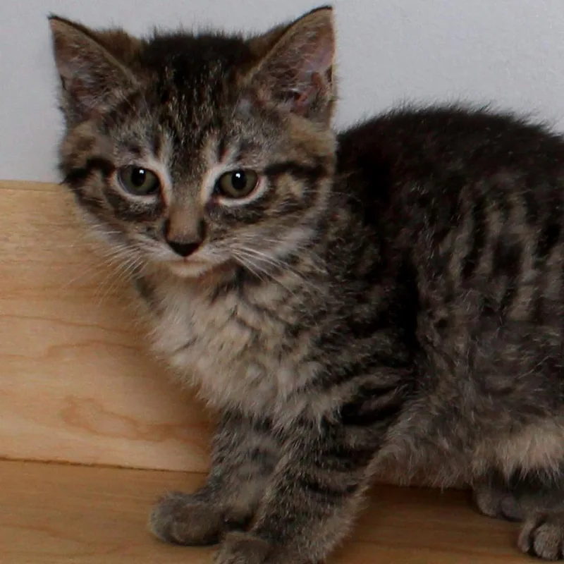 A baby small-sized female Brown / Chocolate Domestic Short Hair cat named Floatie C for adoption in Minnetonka, MN