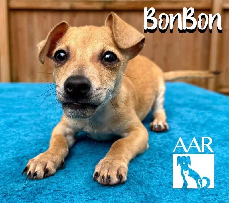 BonBon