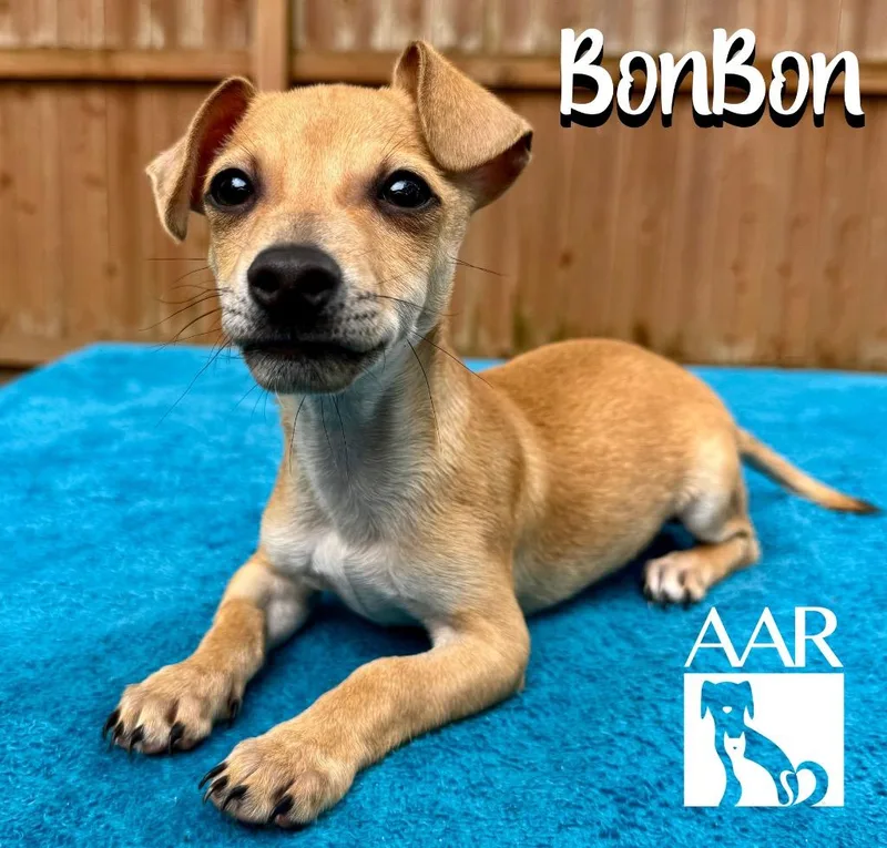 BonBon thumbnail 2